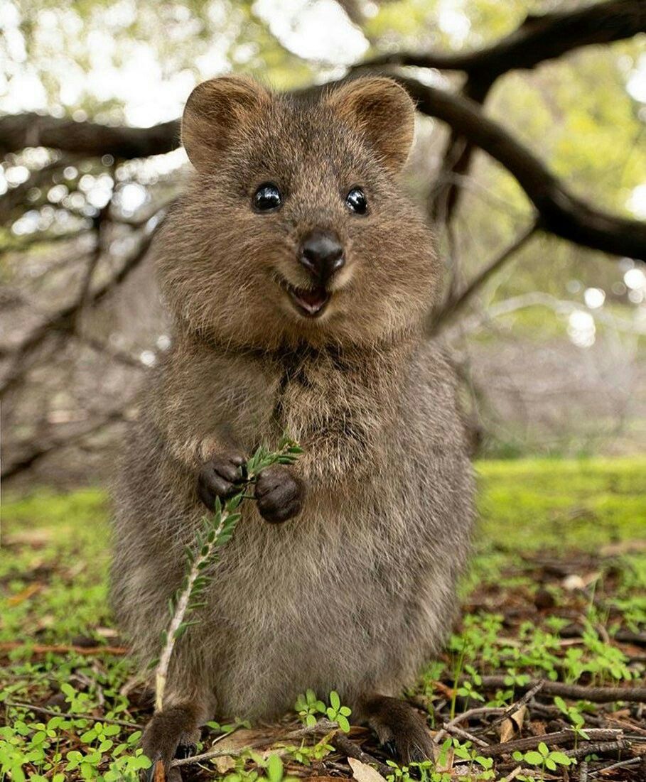 Quokka